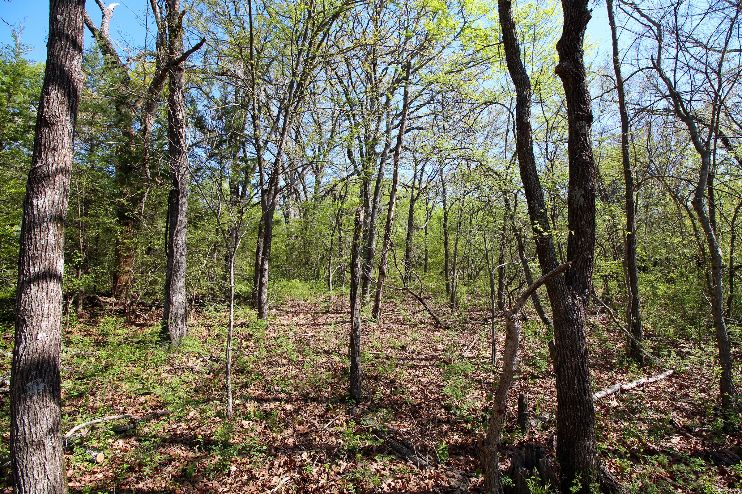 Property photo 11 - LAND AUCTION - 153+/- ACRES OFFERED IN 6 TRACTS IN OKMULGEE, OKLAHOMA
